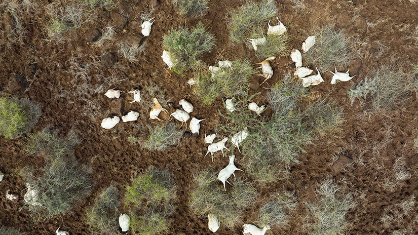 Floods wipe out livestock in northern Kenya